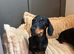 Tiny KC registered Mini dachshund girl