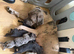 Merle cane corso puppy