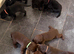 Labrador puppies only 2 females left