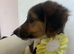 Male puppy