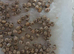 Macleays Spectre Stick Insect Eggs That Produce Green