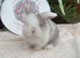 Beautiful mini lop babies