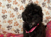 Shihpoo puppies girls and boys ready to go to the new homes