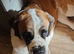 Saint Bernard