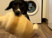 Jack Russell cross collie