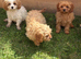 Beautiful cavapoo