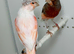 Harlequin canaries for sale