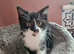 Gorgeous tuxedo kitten ready 5th July