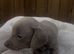 Miniature daschund pups