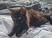 Kittens for rehoming