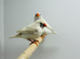 Zebra finches