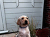 2 Goldador Puppies for Sale