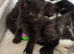 Tabby Fluffy kittens