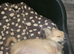 Beautiful Purebred Chihuahua Puppy Boy-Ready 6th June