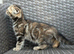 Scottish fold x BSH