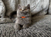 Ready Now - Tica registered Scottish Fold & Straight kittens