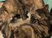 Mixed kittens for sale