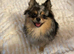 Beautiful Pomeranian Tan/Merle Female 8 months