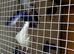 11 Racing Pigeons for Sale &ndash; &pound;200