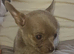 Chihuahua pups