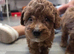 Beautiful red toy poodle puppies