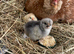 Chickens, laying hens, broody, chicks