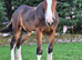 Shire Colt