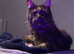 Gabii looking for her forever 5 star home*