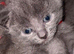 Russian Blue kittens
