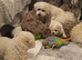 Full Bichon Frise Puppies 2 x boys 2 x girls