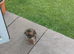 Very tiny Yorkshire terrier
