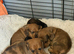 Miniature Dachshund Puppies