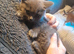 British Blue and Bluepoint