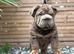 Beautiful English bulldog pup