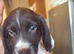 Beautiful F1 Sprocker Puppies