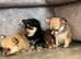Fluffy Pomchi litter