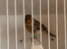 This year brown agate canary hen