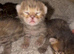Tica Registered Purebred Savannah kittens