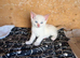 Beautiful kittens ready now