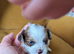 Shitzu Puppy's