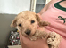 Toy poodle puppies
