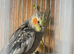 Male Cockatiel