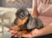 Miniature dachshund