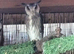 Pair of White Faced Owls