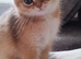 Beautiful Golden kittens