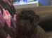 Toy poodle cross miniature poodle