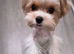 Mini biewer terrier puppy boy
