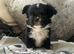 Stunning Longcoat tiny black and white male kc reg
