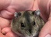 Baby Winter White Russian hamsters (pure bred)