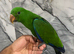 Friendly Baby Male HandReared Super Tame Cuddly Eclectus Parrot,15